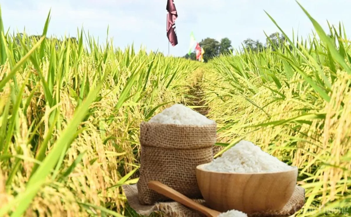 Giá lúa gạo hôm nay 26/1: Đi ngang, tuần qua giá lúa tươi giảm mạnh