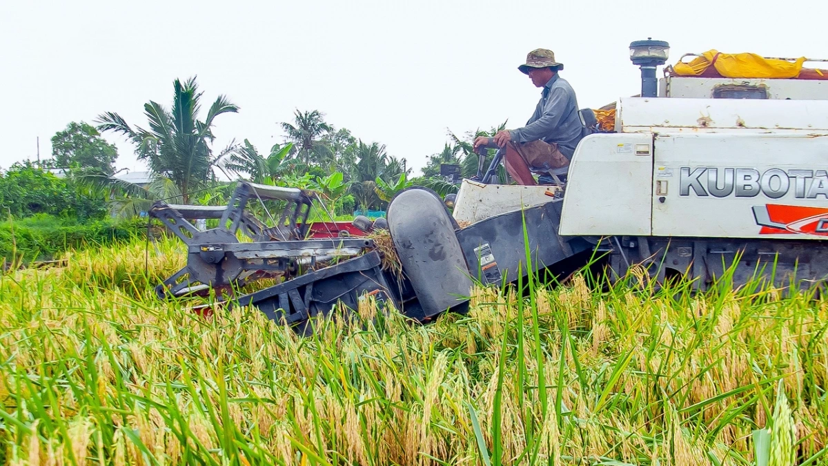 Giá lúa gạo hôm nay ngày 27/1: Biến động nhẹ ngày cận Tết. (Ảnh minh họa) Giá lúa gạo hôm nay ngày 27/1: Biến động nhẹ ngày cận Tết. (Ảnh minh họa)