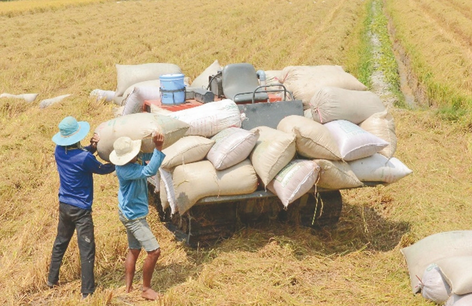 Giá lúa gạo hôm nay ngày 28/1: Thị trường lúa gạo tương đối ổn định (Ảnh minh họa)