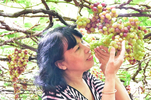 Du khách đến trải nghiệm tại làng Nho Thái An, huyện Ninh Hải, tỉnh Ninh Thuận