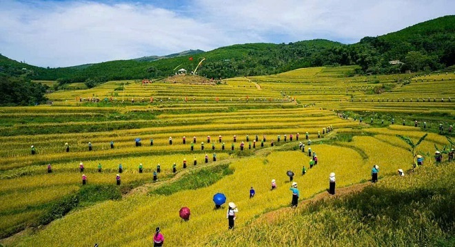 Một cảnh đẹp của vùng đất Lạc Sơn vào tháng thu hoạch lúa trên những thửa ruộng bậc thang