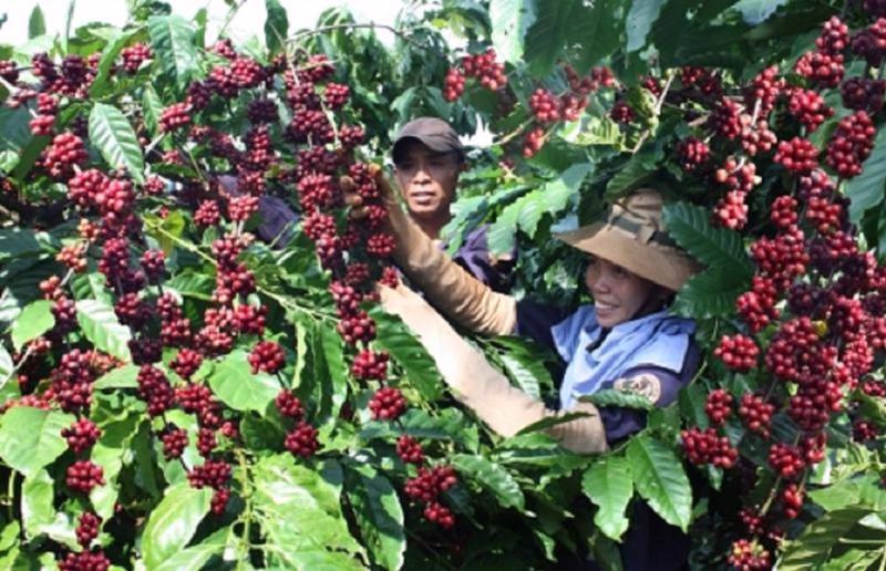 Tháng đầu tiên của năm 2025, Việt Nam xuất khẩu 154.635 tấn cà phê