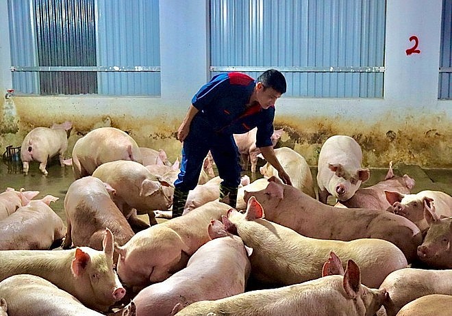 Giá heo hơi hôm nay 7/2: Thấp nhất 67.000 đồng/kg