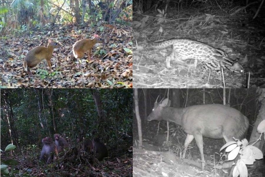 Khu bảo tồn thiên nhiên Kẻ Gỗ: "Ngôi nhà" của nhiều loài động, thực vật quý hiếm