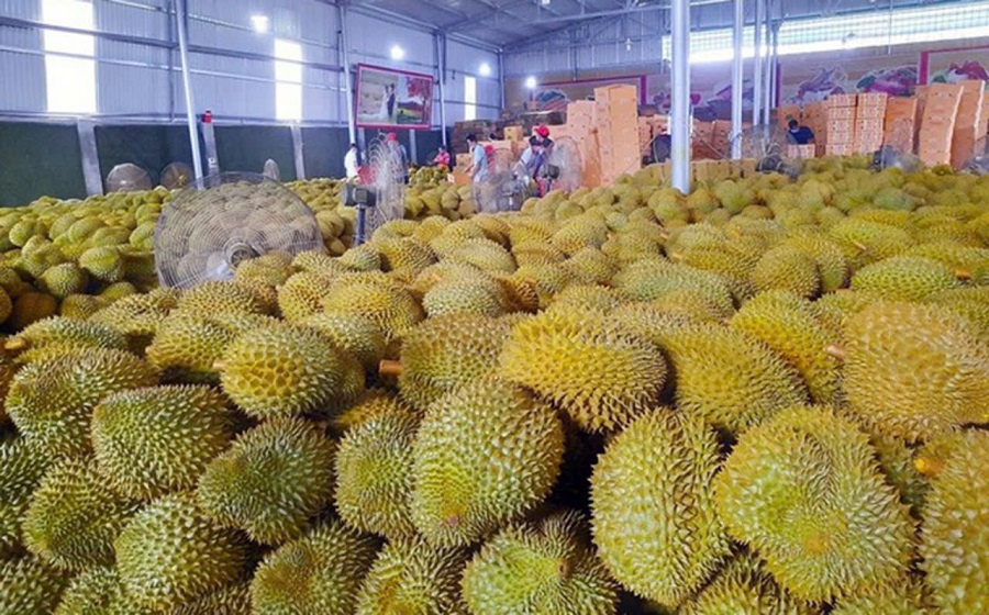 Giá sầu riêng hôm nay 9/2: Đã có nhiều kho thu mua sầu riêng Chuồng Bò, Musang King và Black Thorn