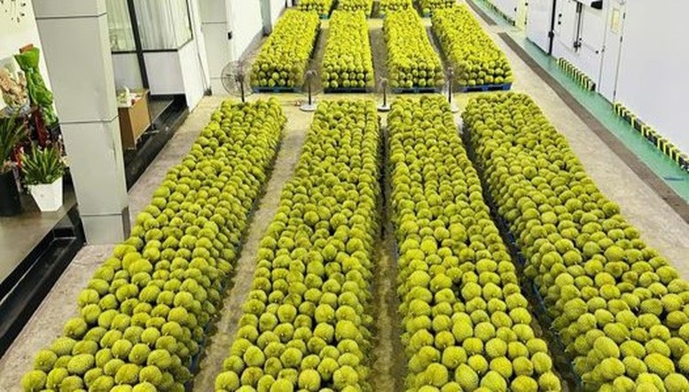 Giá sầu riêng hôm nay 11/2: Sầu Thái A có giá 75.000 – 85.000 đồng/kg