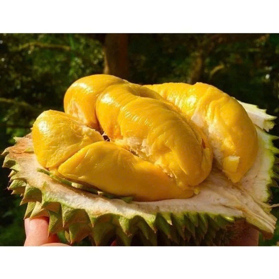 Giá sầu riêng hôm nay 13/2: Sầu Thái A tăng 2.000 đồng/kg