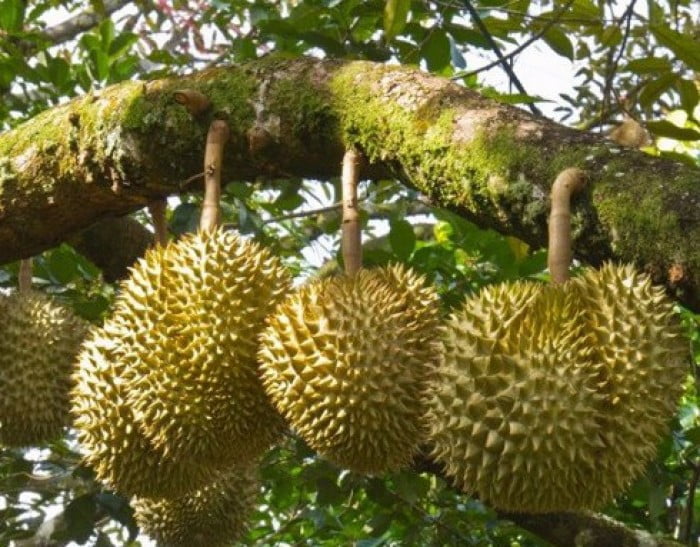 Giá sầu riêng hôm nay 17/2: Sầu riêng Musang King loại A có giá 130.000 đồng/kg.