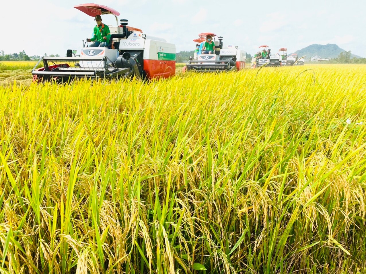 Giá lúa gạo hôm nay ngày 18/2: Giá lúa gạo tăng giảm trái chiều. (Ảnh minh họa)