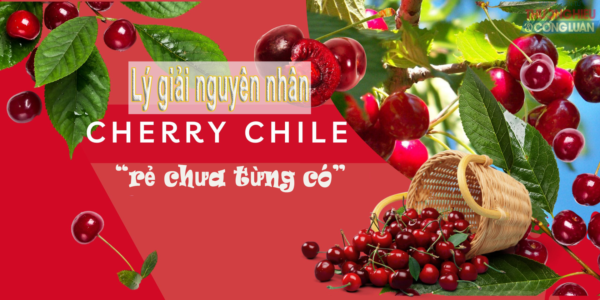 Lý giải nguyên nhân giá cherry Chile “rẻ chưa từng có”