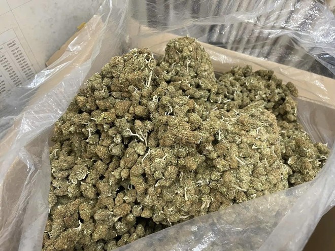 Lô cần sa vi phạm bị thu giữ