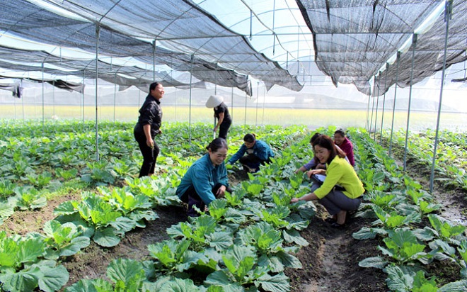 Thái Nguyên: Bình ổn thị trường vật tư nông nghiệp vụ xuân