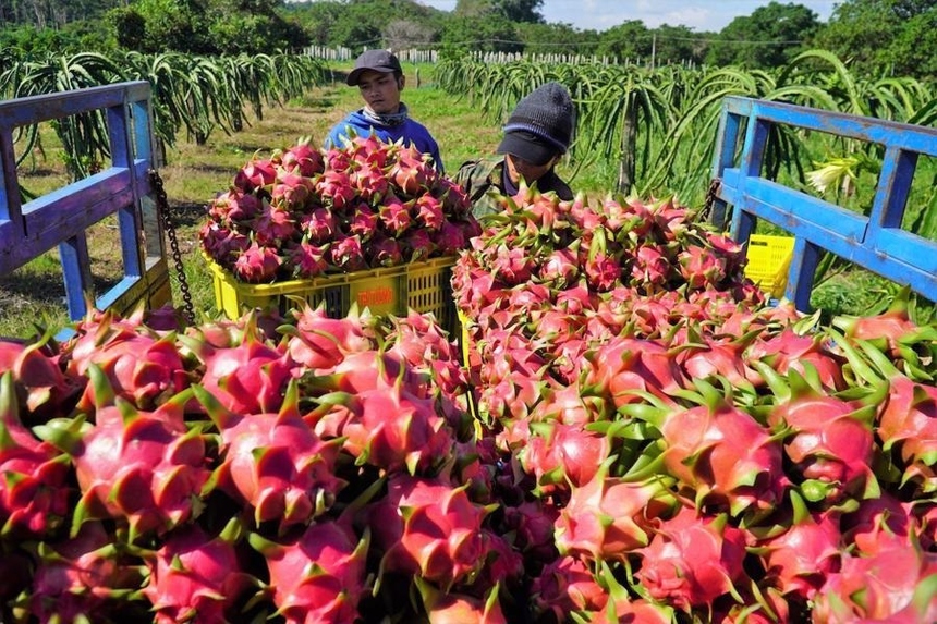 EU đang áp dụng các quy định nghiêm ngặt hơn về an toàn thực phẩm và bền vững nhằm giảm thiểu tác động môi trường và đảm bảo chất lượng sản phẩm. Ảnh minh hoạ