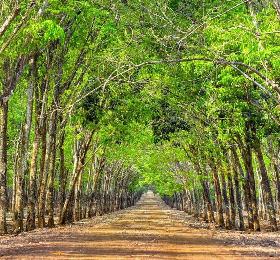 Giá cao su hôm nay, tăng trên các sàn giao dịch Tocom, Thượng Hải, Singapore, tuy nhiên Thái Lan quay đầu giảm