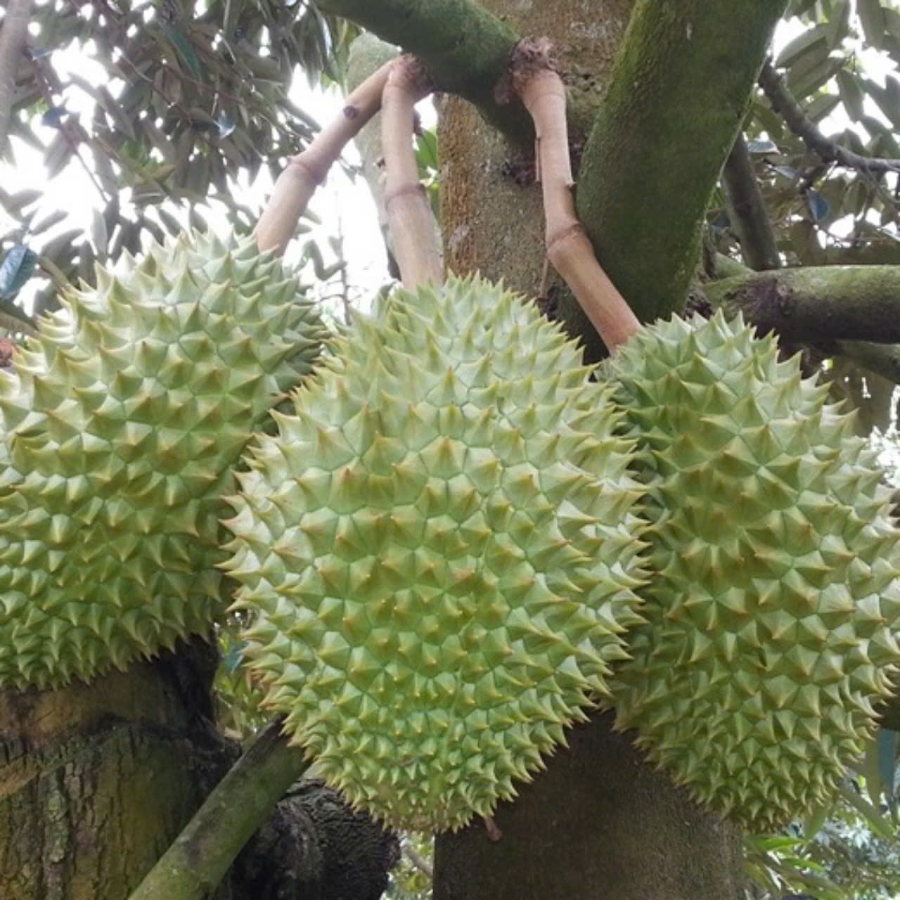 Giá sầu riêng hôm nay 22/2: Thị trường tăng