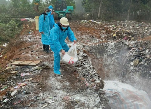Tiêu hủy đàn lợn hơn 600 kg tại Thanh Hóa để ngăn dịch lở mồm long móng