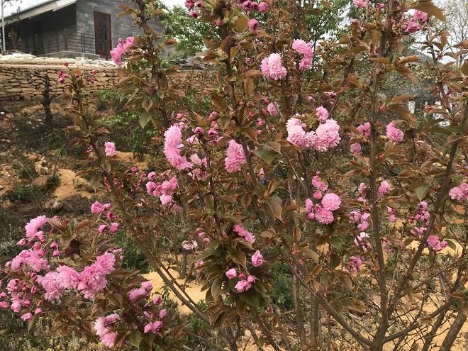 Vào mỗi độ tháng 3, tháng 4 sắc hoa anh đào ngập tràn khu nghỉ dưỡng