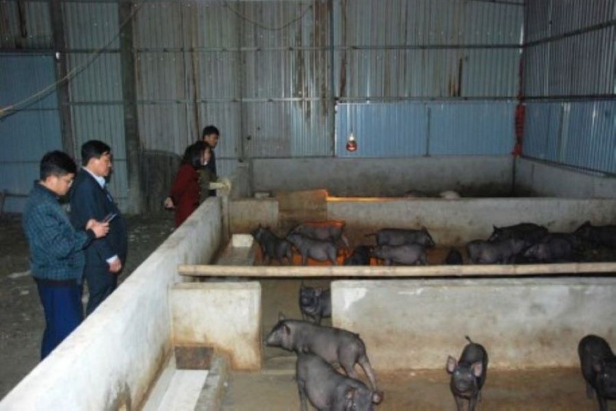 Hà Tĩnh triển khai mô hình chăn nuôi lợn thảo dược theo chuỗi giá trị