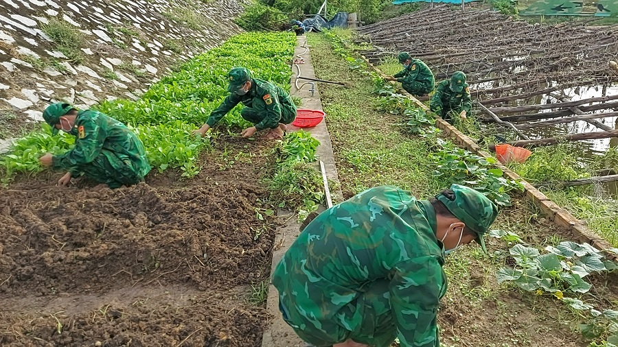 Mô hình vườn rau gia đình do Đồn Biên phòng Phú Mỹ duy trì nhiều năm qua trong mô hình: “Vườn rau gia đình”.