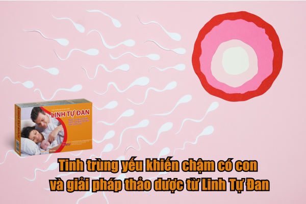 Tinh trùng yếu khiến chậm có con và giải pháp thảo dược từ Linh Tự Đan