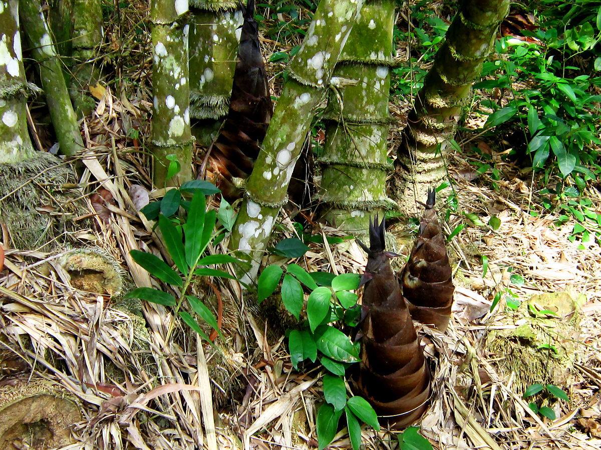 Lào Cai: Dừng khai thác Măng vầu trên địa bàn toàn huyện Văn Bàn từ ngày 1/3/2025