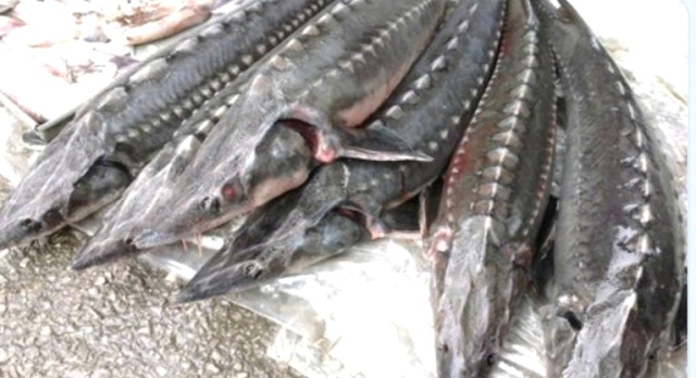 Cá tầm không có nguồn gốc, xuất xứ rõ ràng