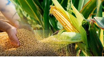 MXV-Index đánh mất 1,34% về mức 2.315 điểm: Giá ngô, giá đậu tương giảm mạnh