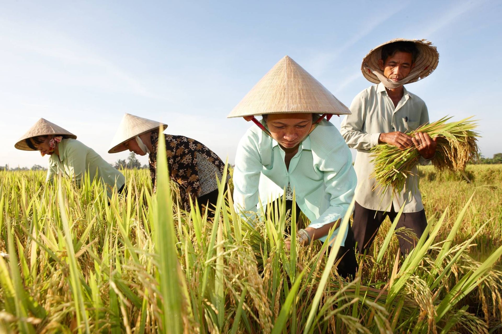 Giá lúa gạo hôm nay ngày 26/2/2025: Giá lúa tươi biến động. (Ảnh minh họa)