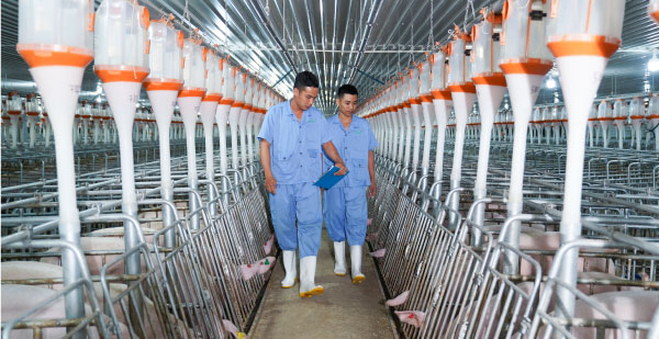 Trang trại nuôi heo của BaF Việt Nam (Ảnh: baf.vn) Trang trại nuôi heo của BaF Việt Nam (Ảnh: baf.vn)
