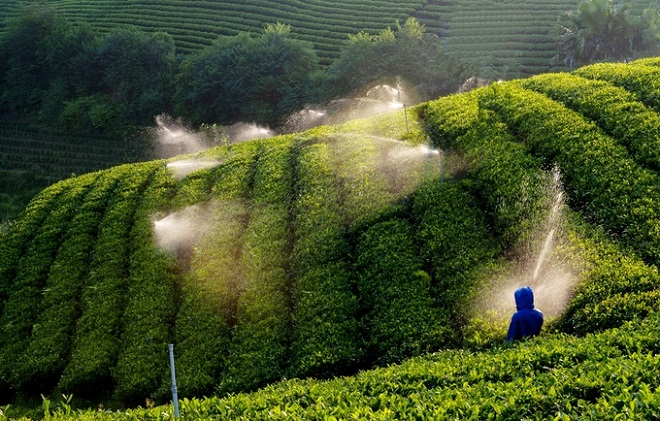 Thái Nguyên đẩy mạnh sản xuất chè hữu cơ: Cơ hội vàng cho người nông dân Thái Nguyên đẩy mạnh sản xuất chè hữu cơ: Cơ hội vàng cho người nông dân