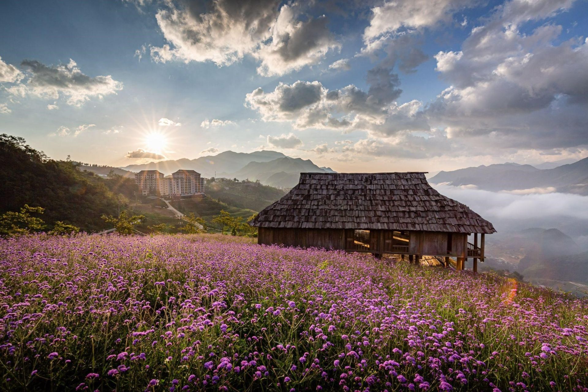 Đồi hoa tím trải dài 15.000m² trên núi Fansipan Đồi hoa tím trải dài 15.000m² trên núi Fansipan