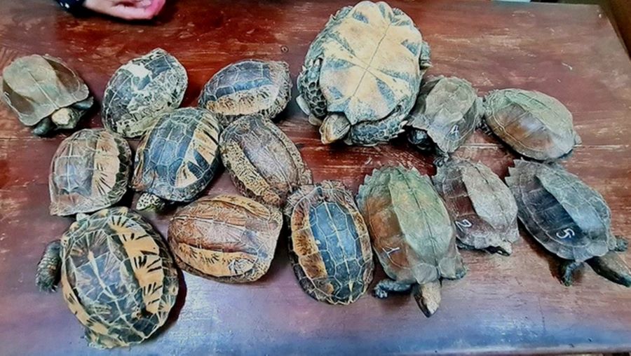 Khởi tố 3 đối tượng vi phạm quy định về bảo vệ động vật nguy cấp, quý hiếm