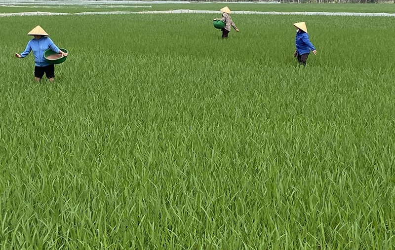 huyện Thọ Xuân xuống đồng chăm sóc lúa xuân năm 2025.