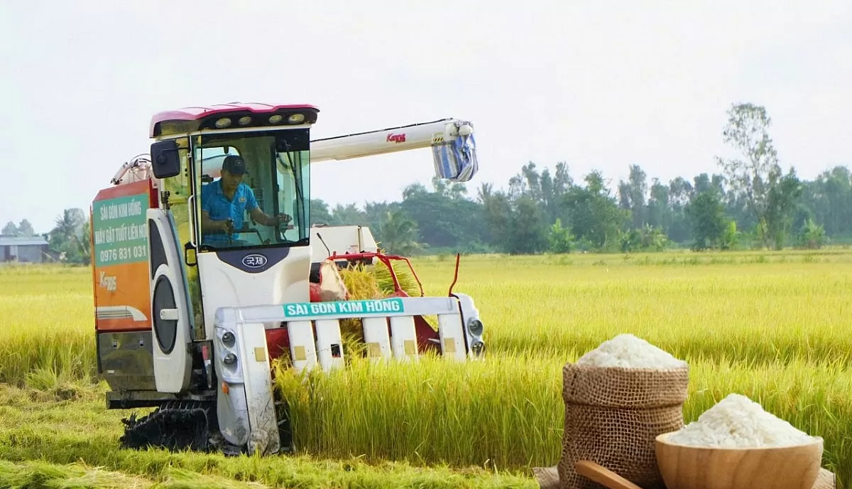Giá lúa gạo hôm nay ngày 7/3: Giá lúa đảo chiều, giá gạo ổn định