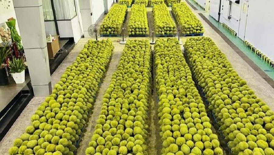 Giá sầu riêng hôm nay 7/3: Sầu Thái A tăng 5.000 đồng/kg. Giá sầu riêng hôm nay 7/3: Sầu Thái A tăng 5.000 đồng/kg.