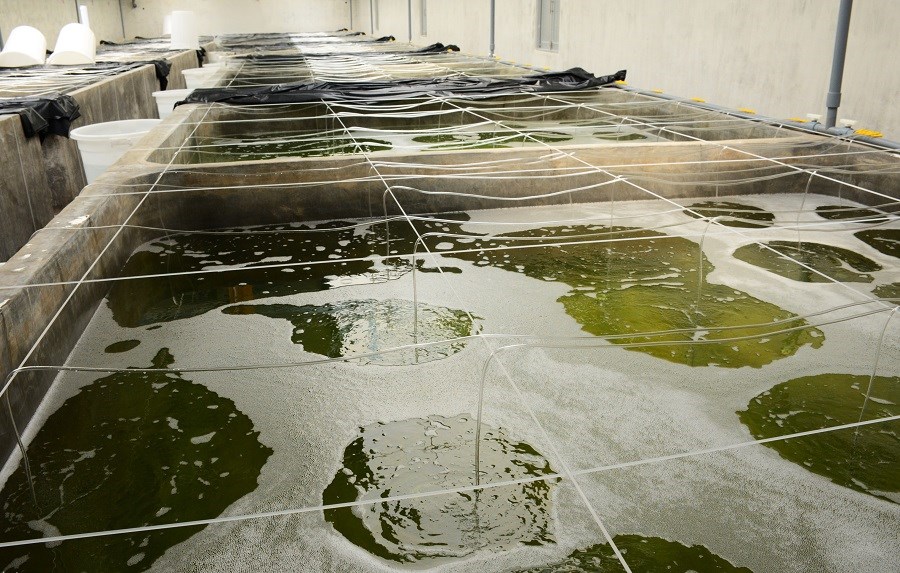 Tập trung nguồn lực tổ chức kiểm tra đánh giá, cấp giấy chứng nhận đủ điều kiện sản xuất, ương dưỡng giống thủy sản.