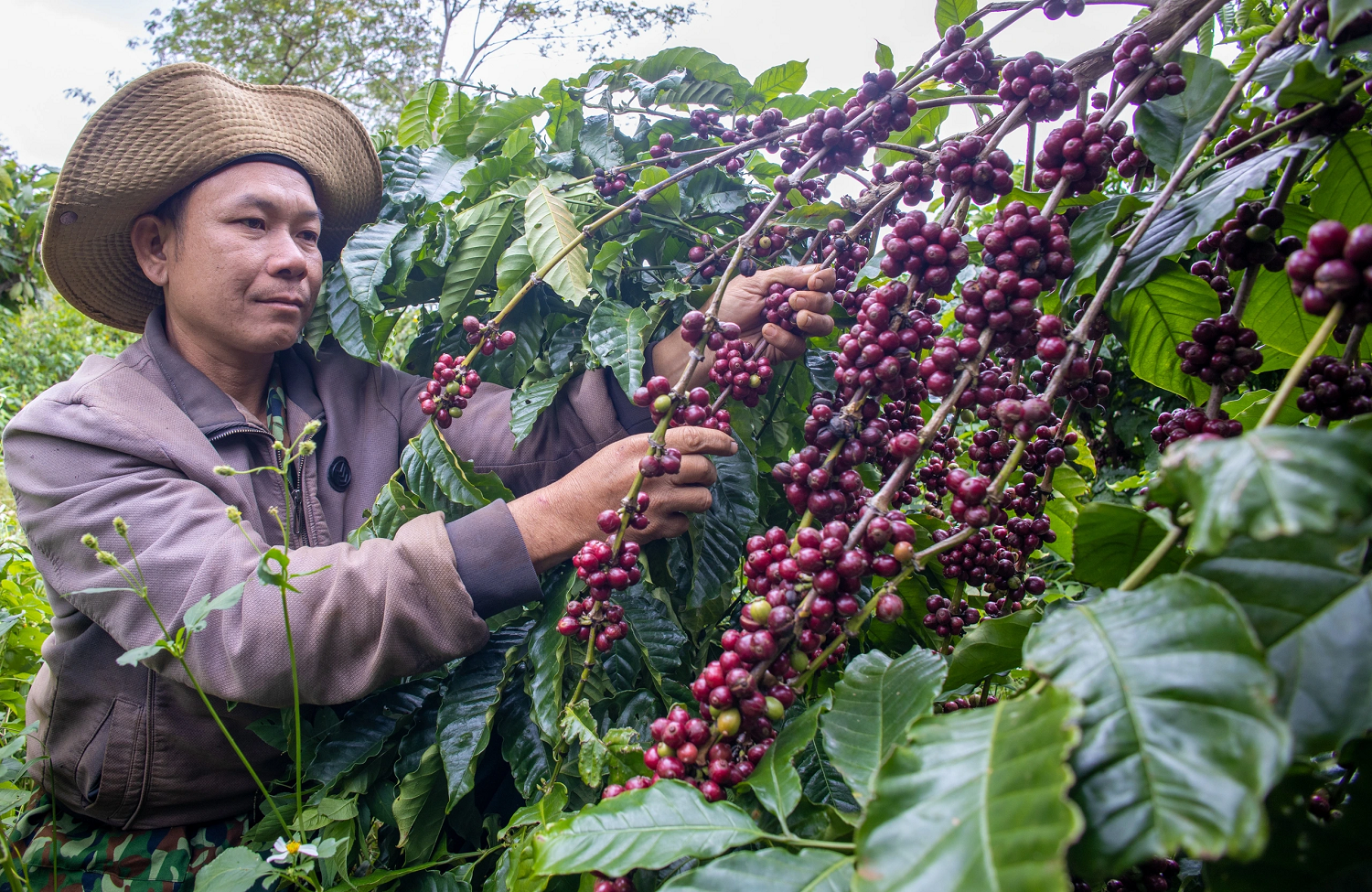 Sau khi giảm vào thời điểm cuối năm 2024, giá cà phê xuất khẩu của Việt Nam đã tăng mạnh trở lại trong 2 tháng đầu năm 2025 do nguồn cung hạn chế. Sau khi giảm vào thời điểm cuối năm 2024, giá cà phê xuất khẩu của Việt Nam đã tăng mạnh trở lại trong 2 tháng đầu năm 2025 do nguồn cung hạn chế.