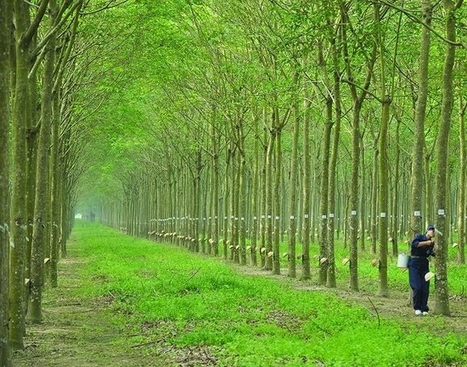 Giá cao su hôm nay 9/3: Tăng trở lại ở Thái Lan Giá cao su hôm nay 9/3: Tăng trở lại ở Thái Lan