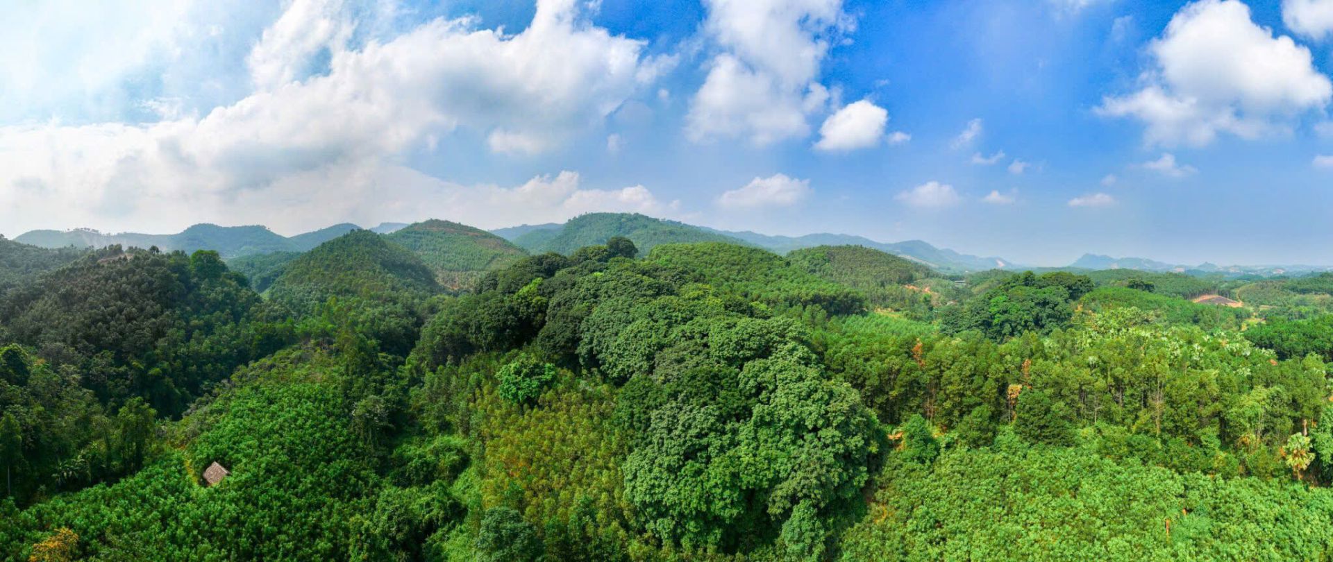 Rừng Ba Hố - nơi có quần thể lim xanh cổ thụ giữa rừng già Rừng Ba Hố - nơi có quần thể lim xanh cổ thụ giữa rừng già