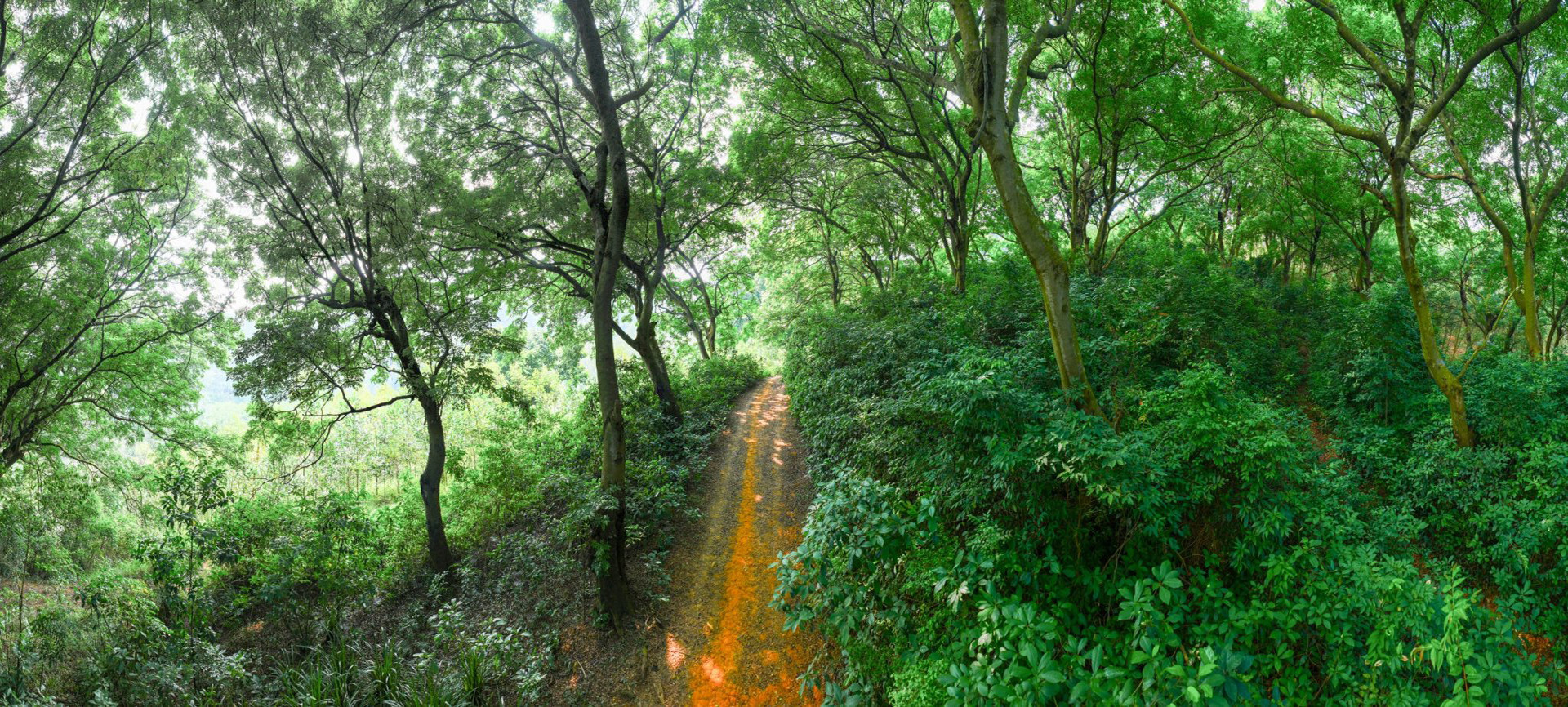 Đường lên khu rừng Ba Hố Đường lên khu rừng Ba Hố