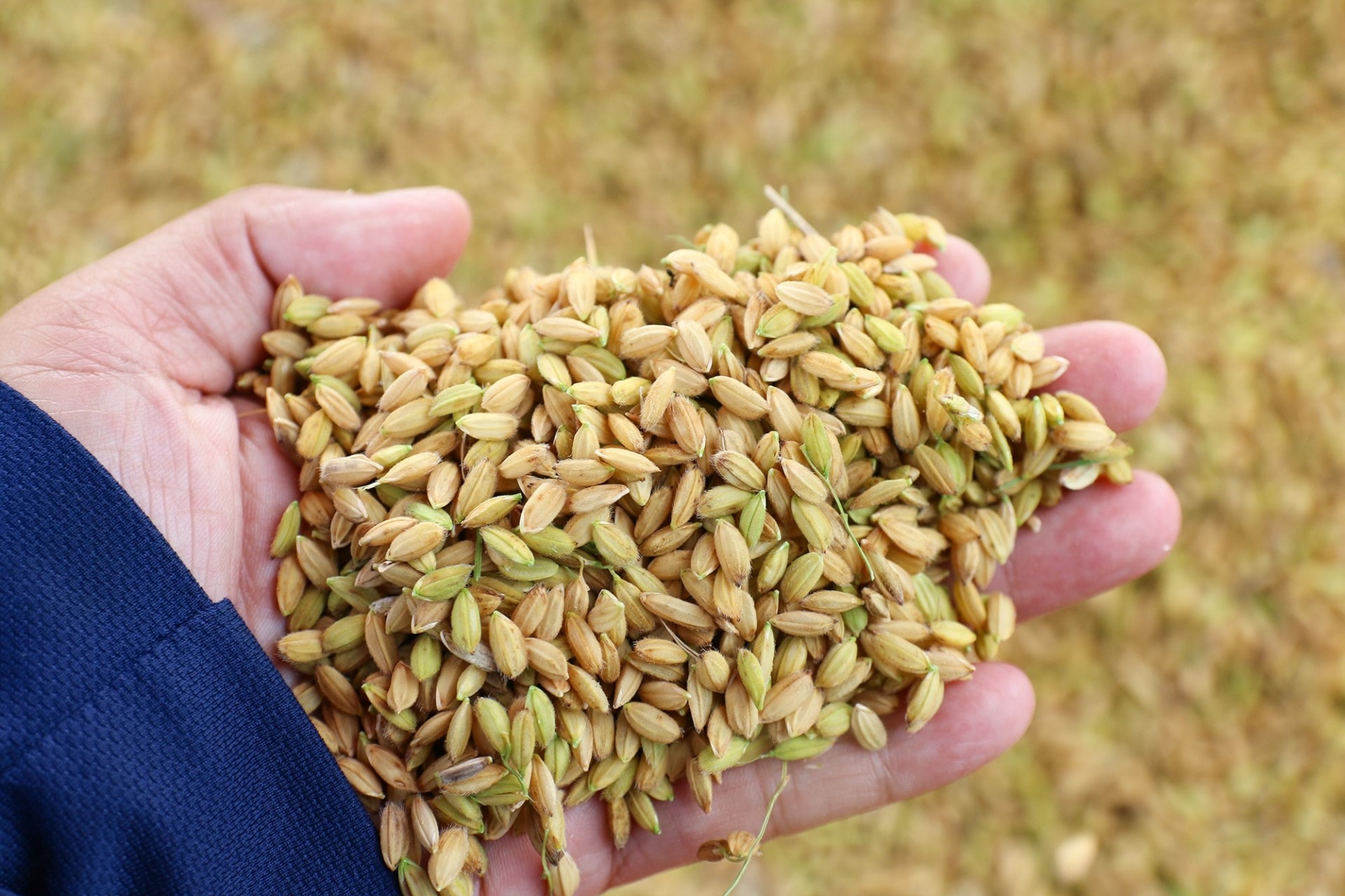 Giá lúa gạo hôm nay ngày 14/3: Giá lúa tươi quay đầu giảm. (Ảnh minh họa) Giá lúa gạo hôm nay ngày 14/3: Giá lúa tươi quay đầu giảm. (Ảnh minh họa)