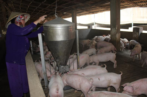 Giá heo hơi hôm nay 4/4: Giá tăng nhẹ tại một vài tỉnh, thành