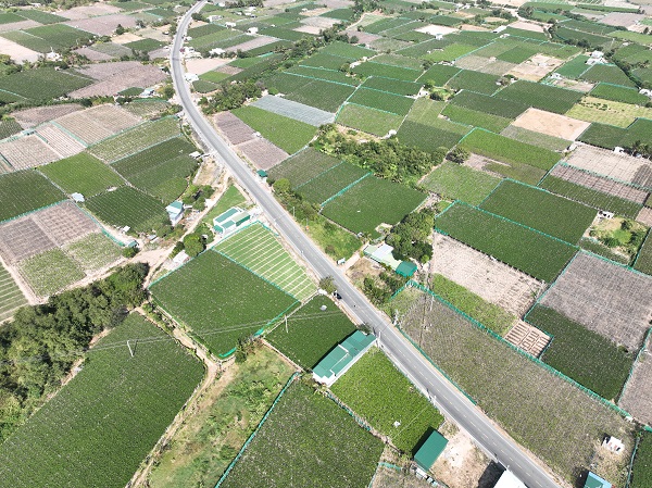 Làn nho Thái An, xã Vĩnh Hải, huyện Ninh Hải, tỉnh Ninh Thuận