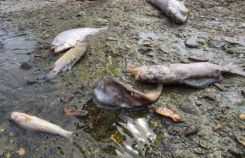 Cá chết bốc mùi hôi thối.