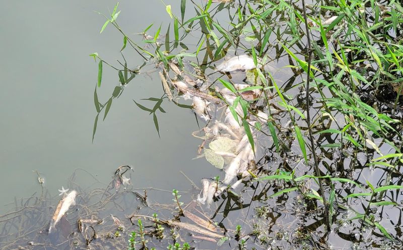 Cá chết nổi dạt vào bờ suối.