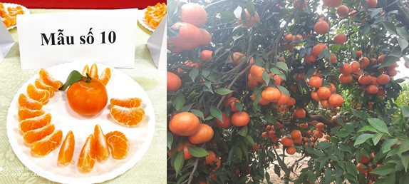 Cam ngọt Lục Ngạn
