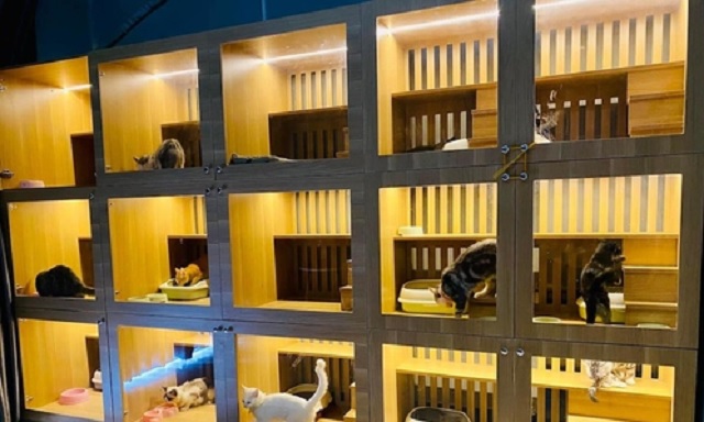 Mô hình “chung cư” của thú cưng. Ảnh: BQL-DA Mô hình “chung cư” của thú cưng. Ảnh: BQL-DA
