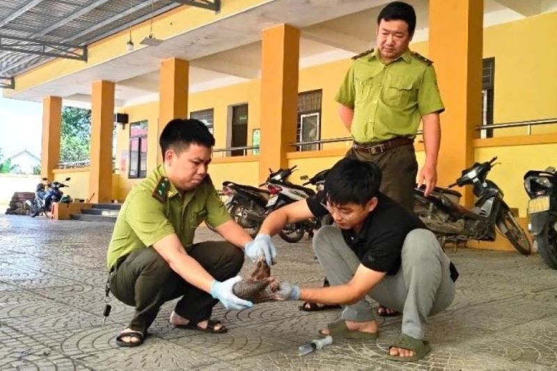 Bác sĩ thú y của Trung tâm kiểm tra sức khỏe cho cá thể Tê tê Java.