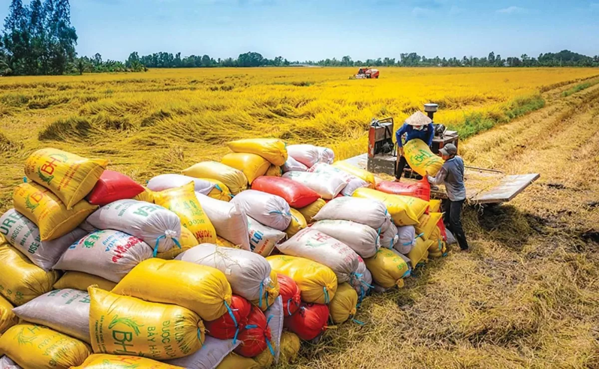 Giá lúa gạo hôm nay ngày 26/4: Giá lúa gạo chững giá. (Ảnh minh họa)