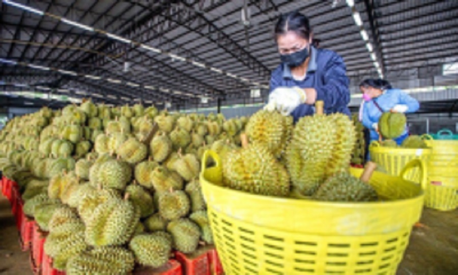 Giá sầu riêng hôm nay 28/4: Sầu riêng Thái, Ri6 tăng trở lại
